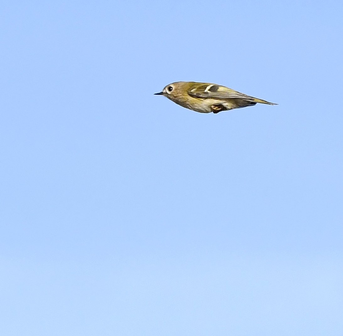 Goldcrest dart!! This morning at RSPB Greylake, my attackers tried stealth tactics, by throwing Europe's smallest bird at me!! I survived again.....just! 