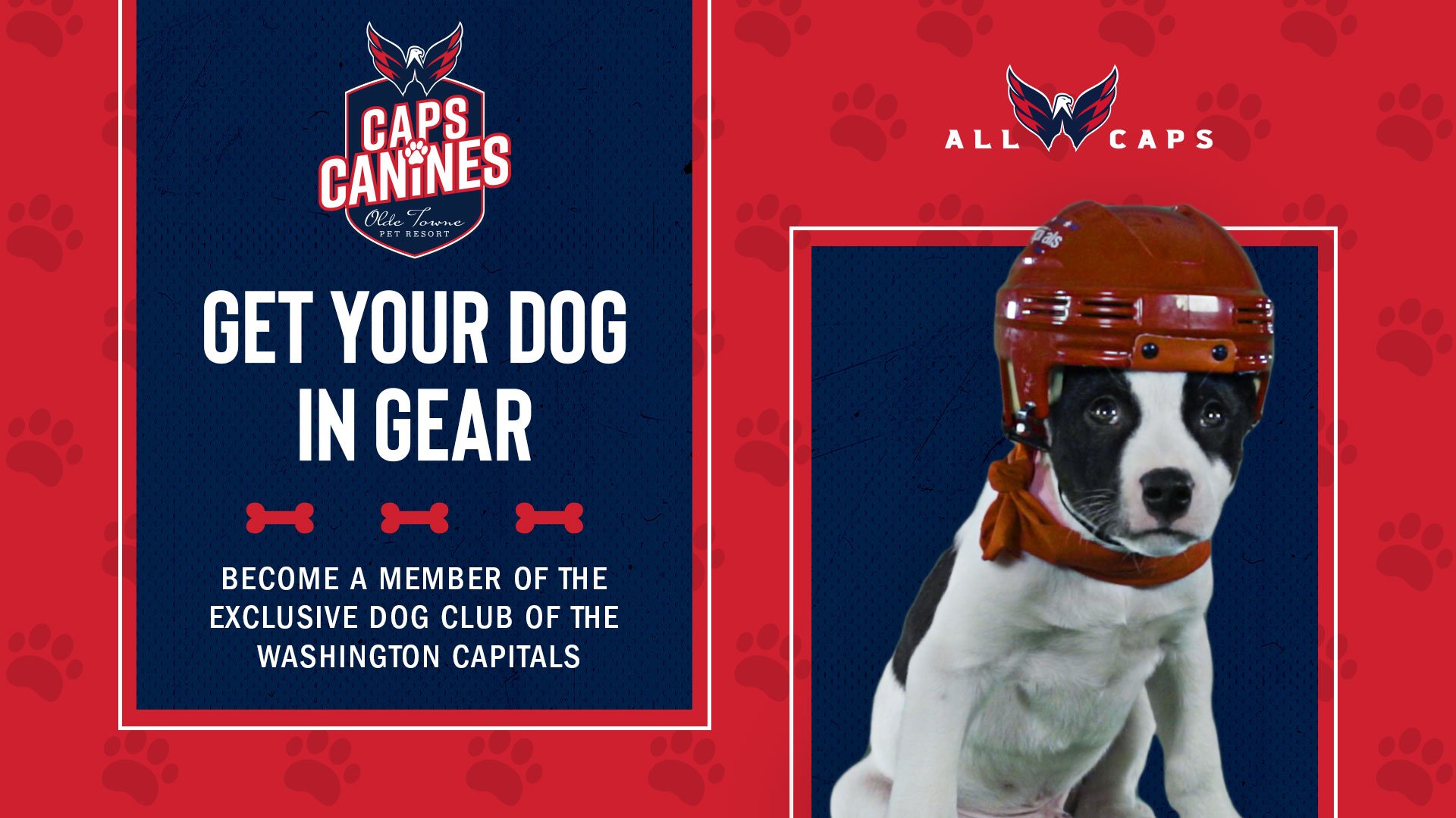 washington capitals dog bandana