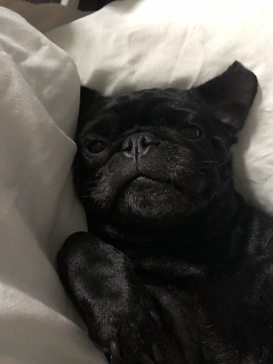 PugPugpolly's tweet photo. It’s a duvet kinda day #snuggly #puggly https://t.co/qlJmJcHZFB
