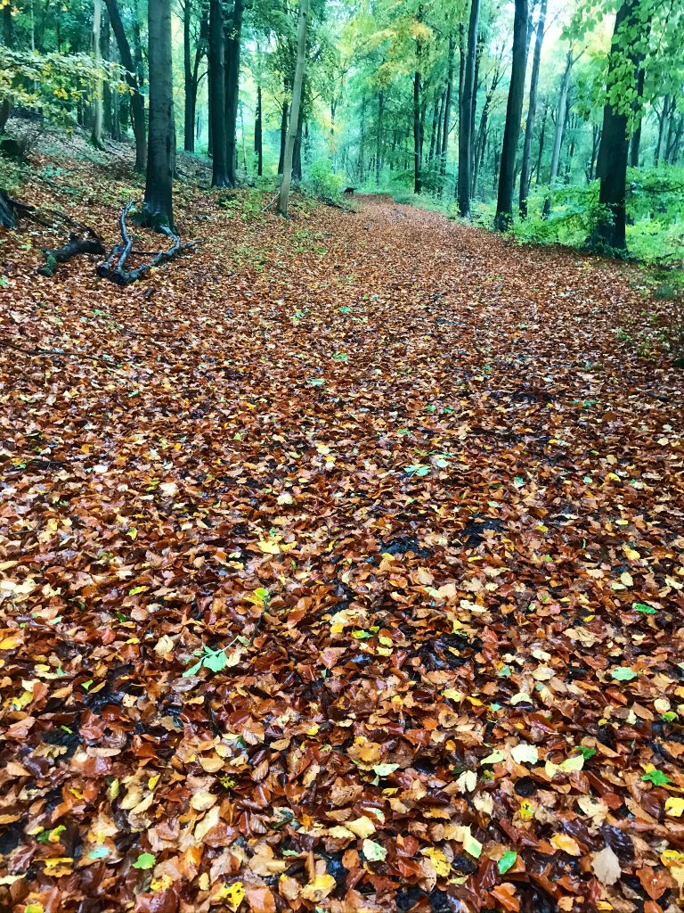 Wiltshire_lambs's tweet photo. Great walk in #Lockeridge #westwoods https://t.co/XSy5qn8KjT