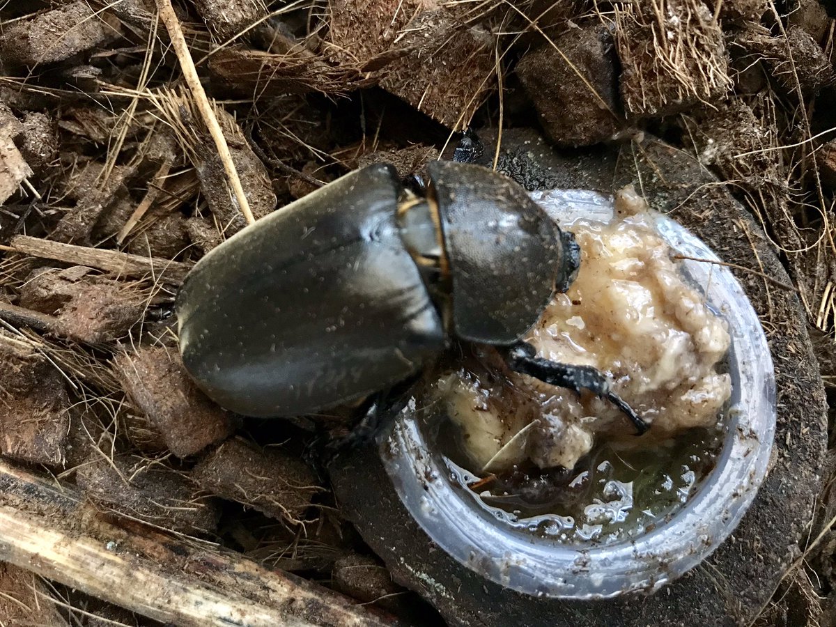 鉄子のカブトムシ観察日記