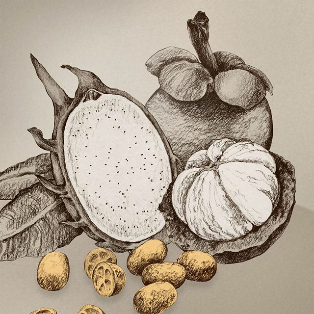 LouisVinet's tweet photo. A ‘fruits-only’ crop of a recent illustration, looking at uncommon flavours (at least for us in the west. World’s a big place!). Dragonfruit, kumquat and mangosteen. Fruits typically obscure to european taste buds, which, incidentally, is what tomorrow’s coffee tasting is al… https://t.co/p4pN6PPHXe