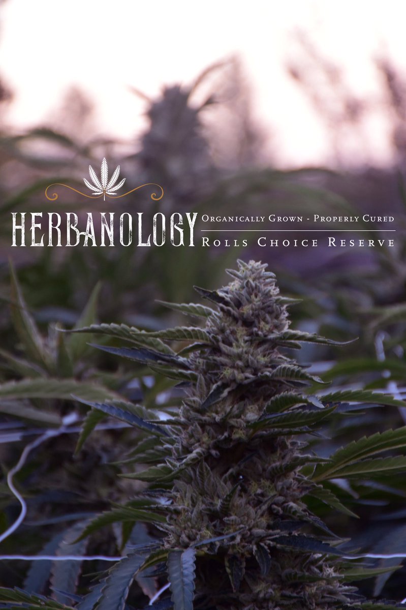 herbanology's tweet photo. Herbanology growing the Mendocino County Bred Rolls Chiice Reserve #rollschoicereserve #cannabisflower #sunandearthcertified #regenerativecannabis #herbanology #organicallygrown #properlycured #apothecary #badasscuts #weedporn #gas #og https://t.co/rQ38DkhNhF