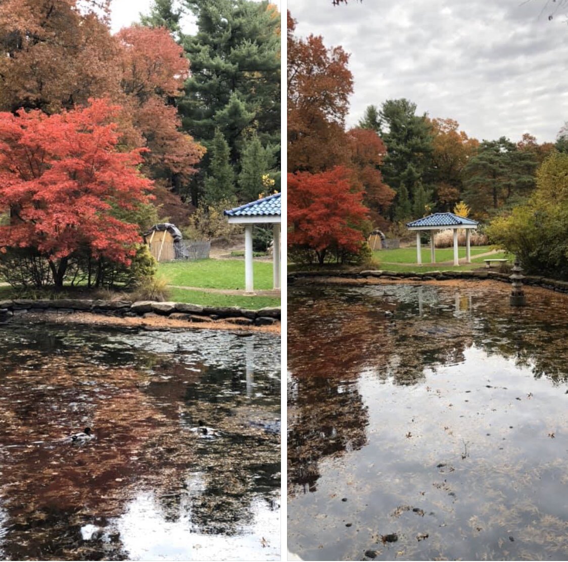 SamUA2000's tweet photo. Cant get enough of these Beautiful fall colors 😍😍 https://t.co/i4EU5pDQuN