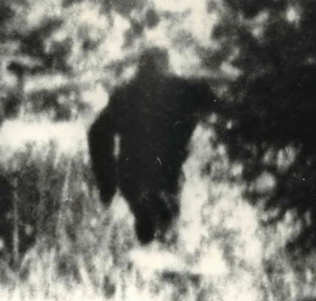 BigfootsWilder1's tweet photo. Truly the king of blurry pictures. Does anyone remember this featured on a TV show in the late 70’s? Proportions actually look right, especially the arms. #blobsquatch #bigfoot https://t.co/wrHKi52Tnm