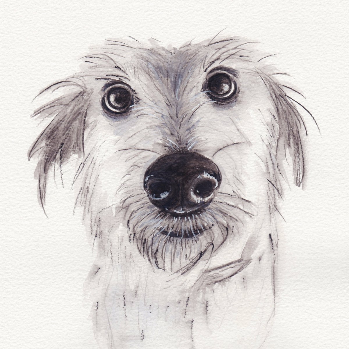 BarlowAlison's tweet photo. Come on...you know you want to buy me!!!....Cute, scruffy dog card. #scruffydog #lurcher #terrier #scruffydogs https://t.co/XwCaYwLgqV https://t.co/d31Dc261el