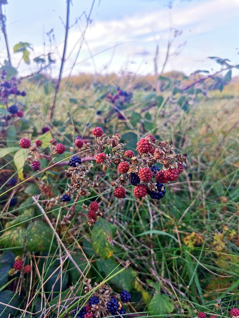 Sinéad Germaine-Smyth tweet media