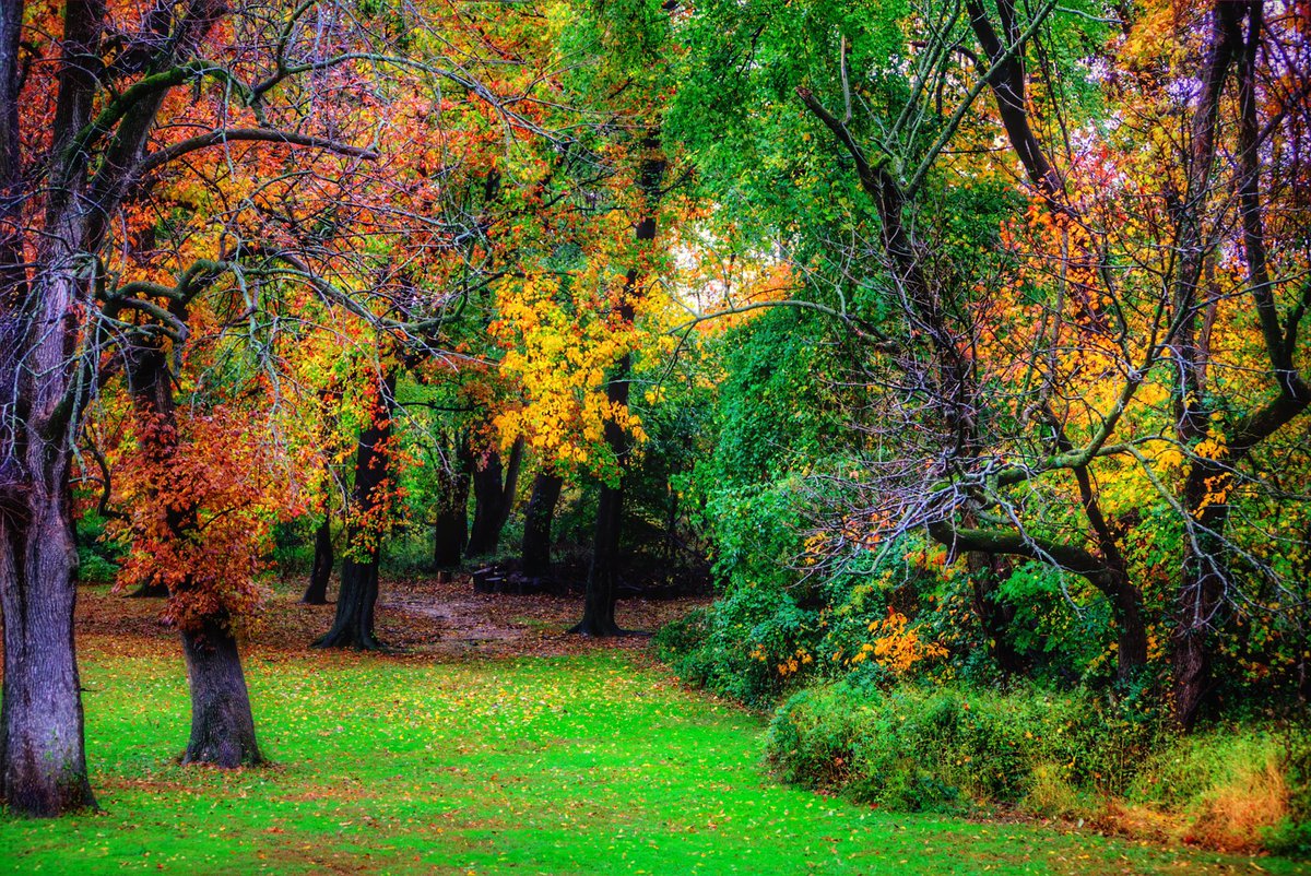 My backyard in the rain #ThePhotoHour #StormHour #fall #fallinphilly