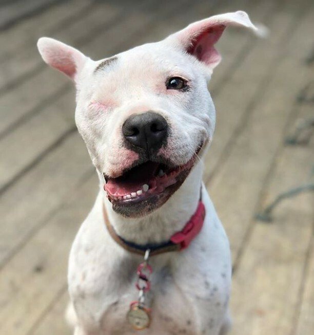 iodogs's tweet photo. Cuz you're amazing just the way you are โค๏ธโ
*โ
*โ
*โ
#iodogs #dog #dogs_of_instagram #petstagram #dogsofinstagram #ilovemydog #instagramdogs #dogstagram #dogoftheday #lovedogs #instadog #healthydog ๐ธ by @khbubbles https://t.co/sSBOeX6o0T https://t.co/L9jam4swbF