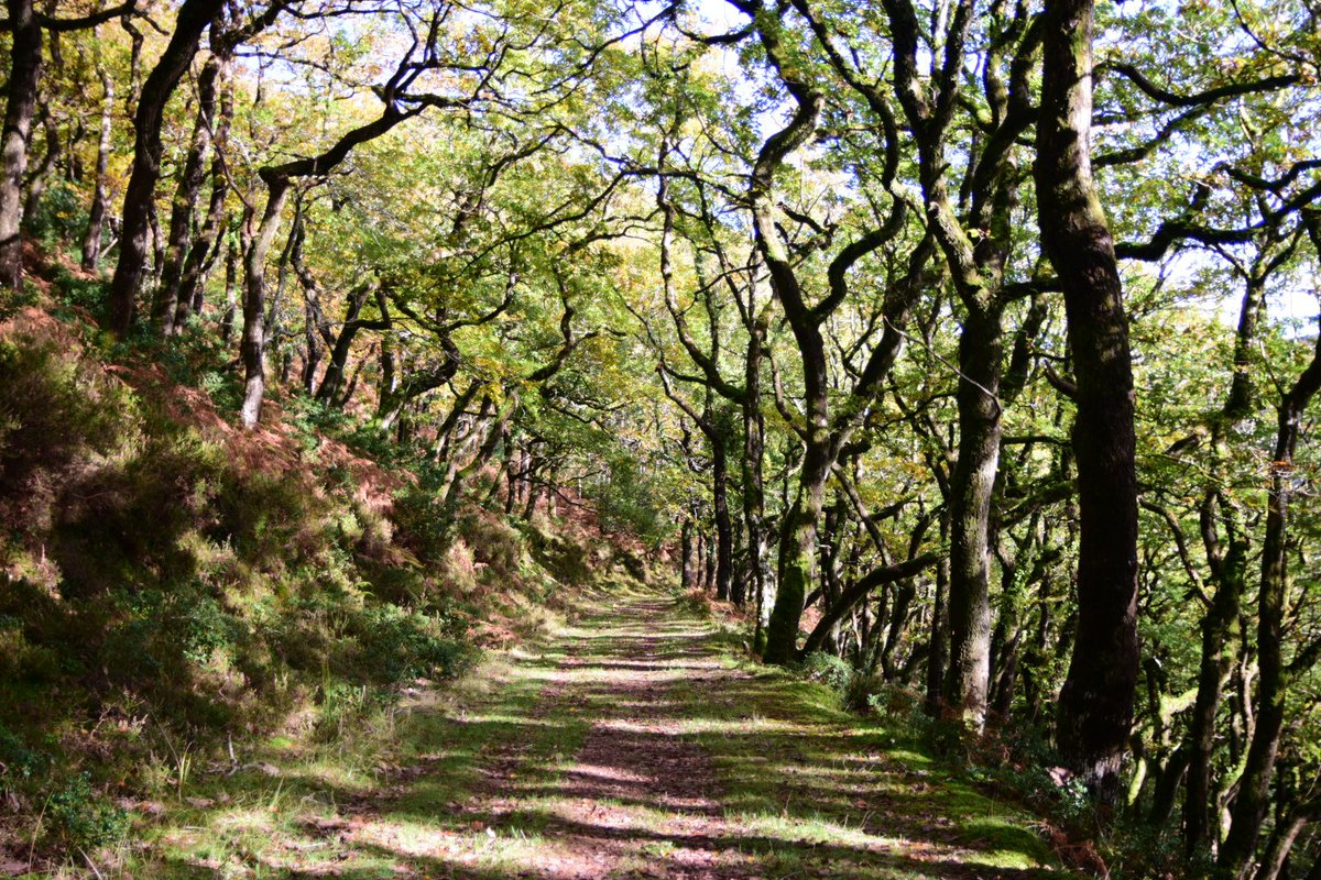 Lovely afternoon stroll through Horner woods near Porlock today great to get out after the miserable weather.#nationaltrust #Hornerwood #Porlock #exmoor