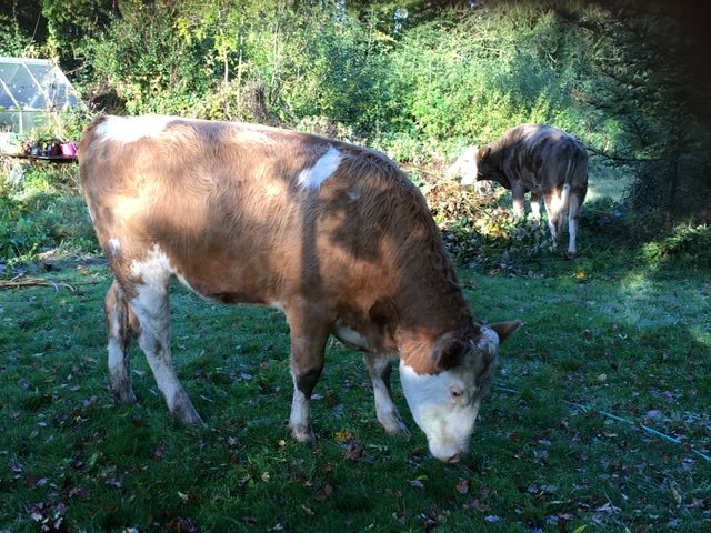 Visitors to our garden this morning - and very friendly they were too.
@LEAF_Education #Cattle #Autumn #wildlifefriendlygardening
