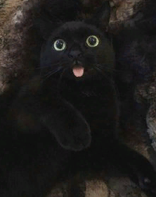 marillion13's tweet photo. #Bleps4ESA Happy #BlackCatDay!!! 😛😛😛😽😽😽💖💖💖 https://t.co/xd9R2W3I0i