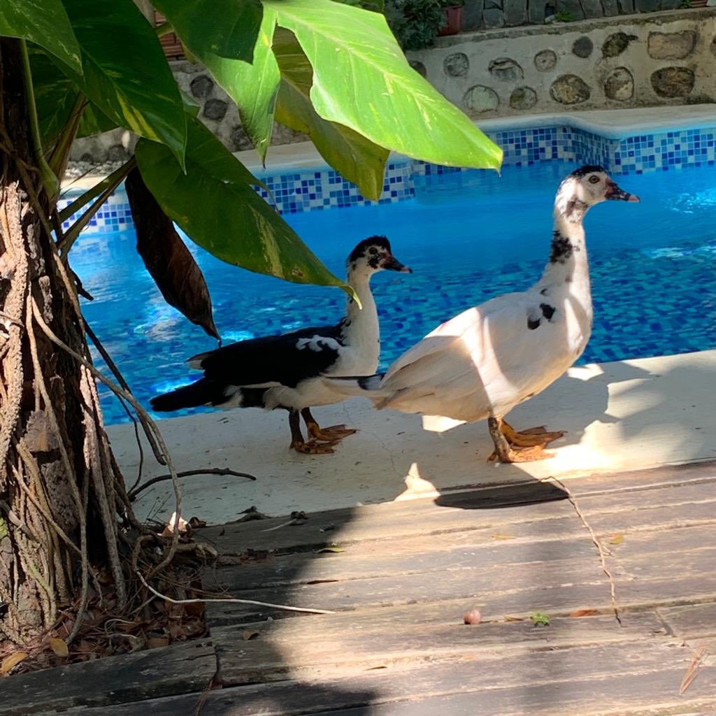 SusanaGautreau's tweet photo. Regios #MISPATOS MAJESTUOSOS, encontrar ls belleza en la naturaleza #Jarabacoa #LaCasitaDeHamlito https://t.co/PuPeqvB04c