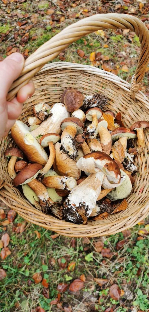 LesApprentisGT's tweet photo. Belle petite récolte du jour 🍄
#lesapprentisglobetrotters #champignons #alsace #france #automne #octobre #mushrooms #foret #nature https://t.co/q5lHgwL3j6