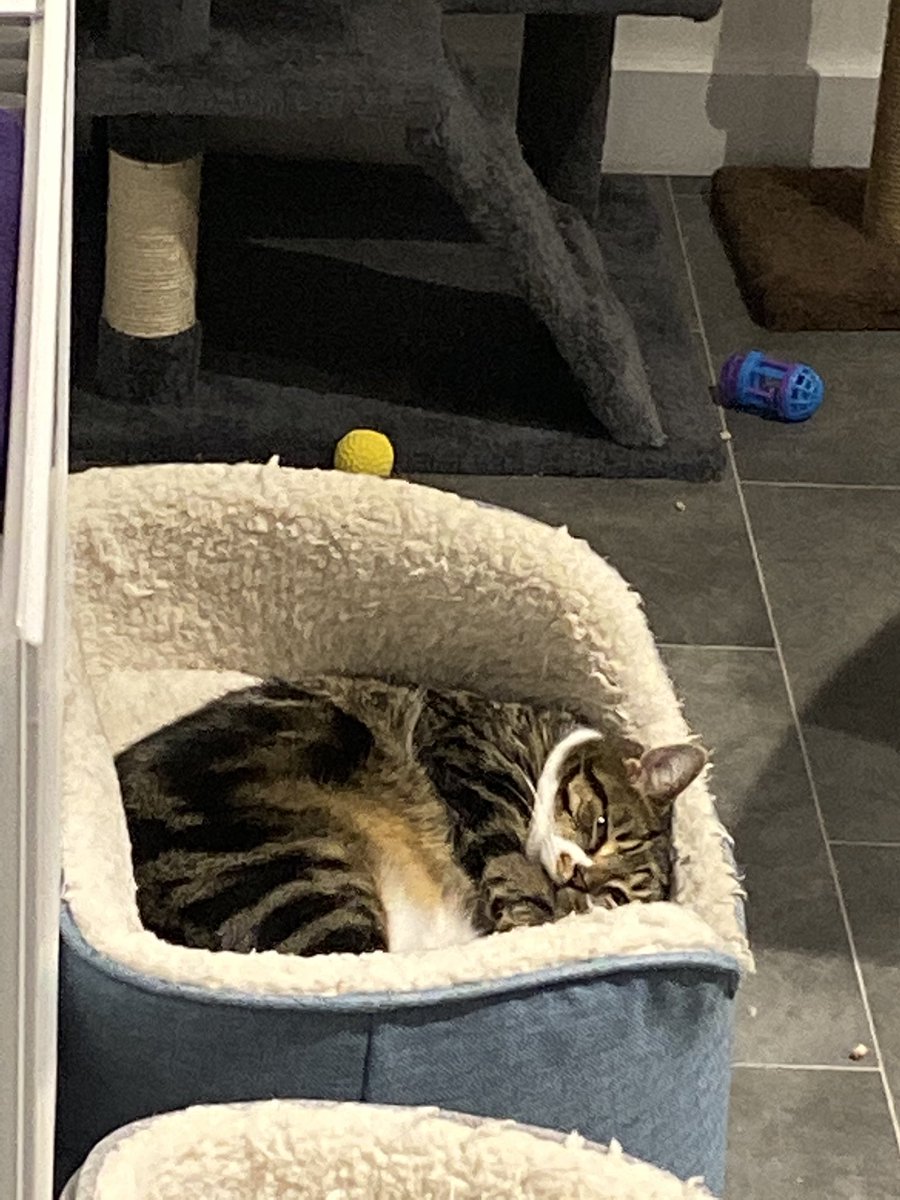 LCambule's tweet photo. It’s Monday tomorrow, isn’t it? #CatAdventures #NotSoMerry #StayingInBed https://t.co/gC0bsbTe2x