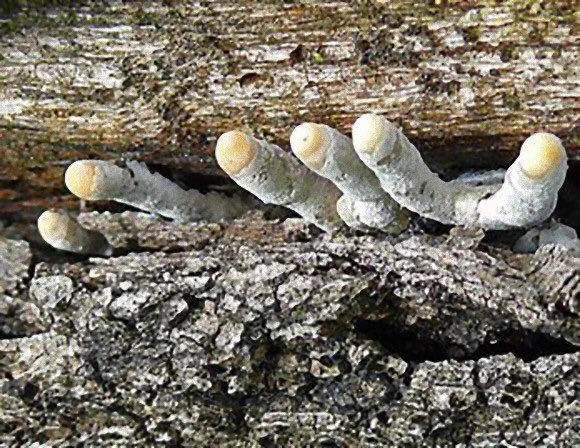 インパクトある外見は一度見たら忘れられない？！外国では「死者の指」と呼ばれているちょっと不気味なキノコ･･･！