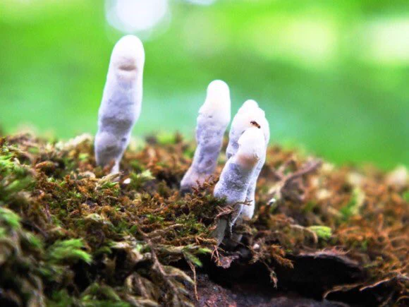 インパクトある外見は一度見たら忘れられない？！外国では「死者の指」と呼ばれているちょっと不気味なキノコ･･･！