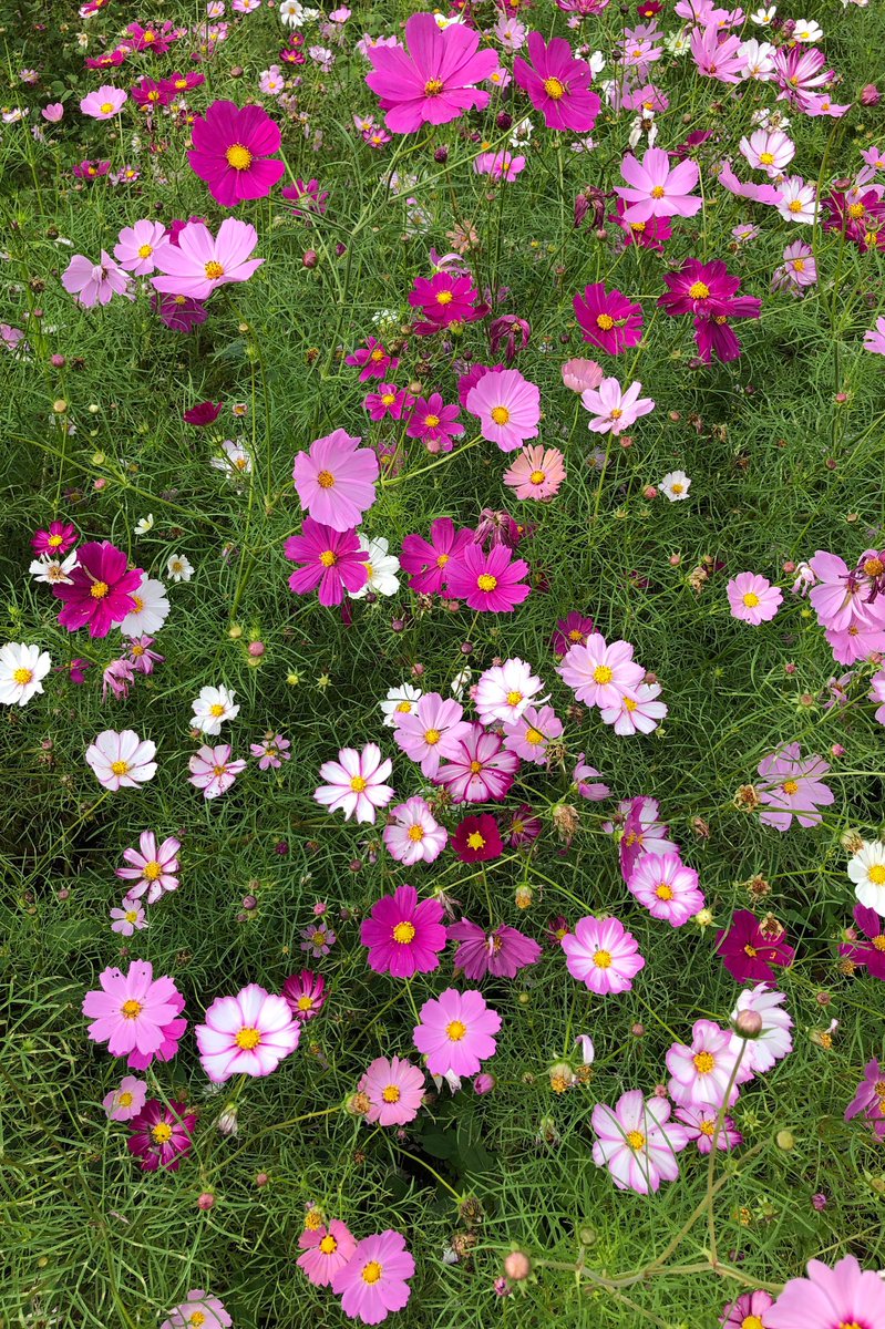 🤗おはようございます😃
10月28日(月) ❤️RTいつもありがとうございます😊優しい繋がりに感謝💕
今日も元気に頑張りましょう fight😄
今週もよろしくお願いします😍
素敵な月曜日となりますように❤️🌸💕🌹💗🌺💓🌷💝🌼💖🌻💞💐❣️#展海峰　#コスモス　#感謝　#平和　#復旧復興