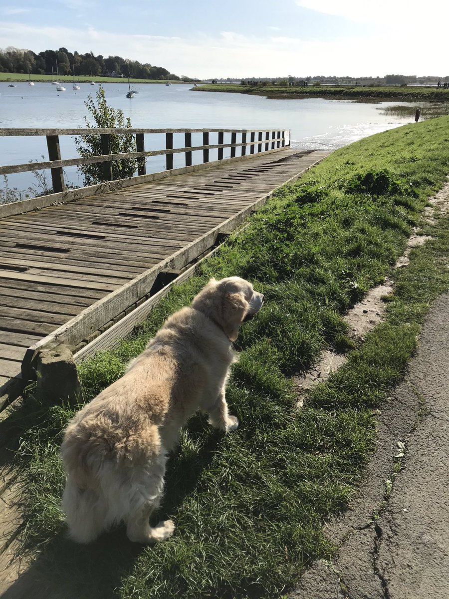 Had a much needed break this weekend back with my family to recharge before my last week of placement. Good to be back and see my lovely dog again ❤️wish I could bring her back to university...