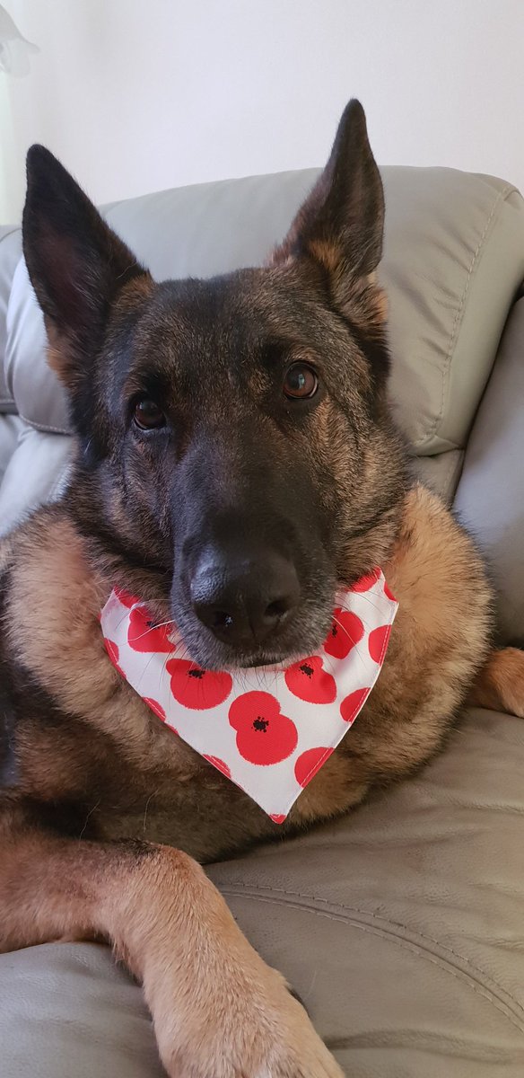 Remembering our beautiful Shadow who we sadly said goodbye to on Friday. #Finnhour