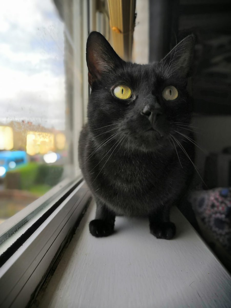 BryceLorna's tweet photo. Black cats are commonly overlooked in rescue. Take time to get to know the less popular cats and you’ll realise they’re just as beautiful and rewarding. #BlackCatDay https://t.co/QHnaQh2Hvw