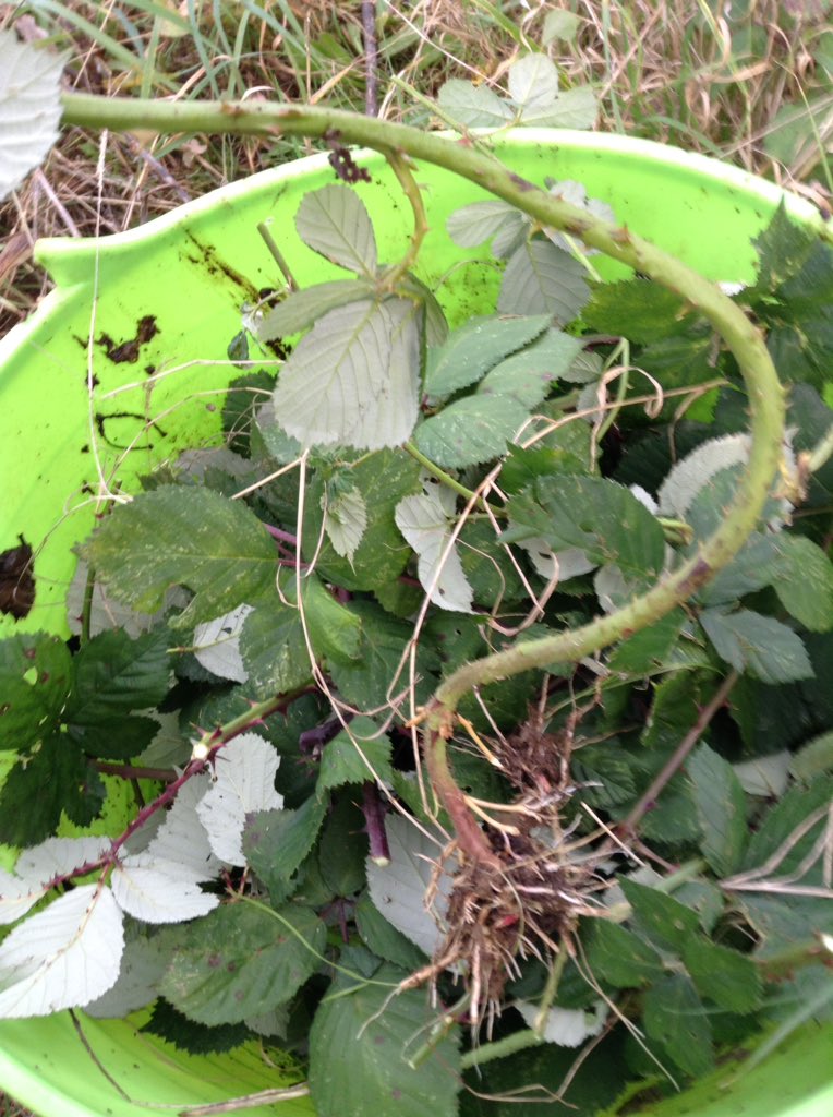 Simoncitizen's tweet photo. #Sunday: Pulling out #Blackberry #vipers. Not satisfied with underground #runners they fire & set #rootballs. #Thorny work at the #Allotment. Now #Fireworks are being let off: it's only 27.10.19. #halloween2019 is on #Thursday & #GuyFawkes: following Tuesday. Not here this year!? https://t.co/65okoQ9L53