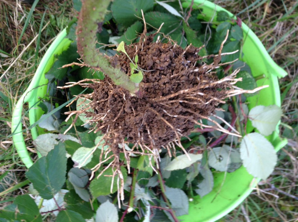 Simoncitizen's tweet photo. #Sunday: Pulling out #Blackberry #vipers. Not satisfied with underground #runners they fire & set #rootballs. #Thorny work at the #Allotment. Now #Fireworks are being let off: it's only 27.10.19. #halloween2019 is on #Thursday & #GuyFawkes: following Tuesday. Not here this year!? https://t.co/65okoQ9L53