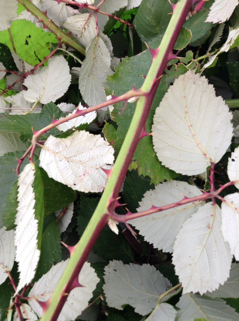 Simoncitizen's tweet photo. #Sunday: Pulling out #Blackberry #vipers. Not satisfied with underground #runners they fire & set #rootballs. #Thorny work at the #Allotment. Now #Fireworks are being let off: it's only 27.10.19. #halloween2019 is on #Thursday & #GuyFawkes: following Tuesday. Not here this year!? https://t.co/65okoQ9L53