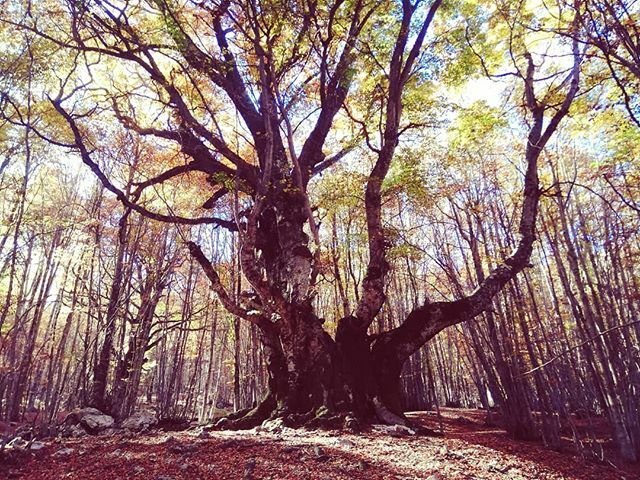 Che effetto fa ritrovarsi di fronte a un faggio di 700 anni?
Meraviglia, stupore, reverenza ❤️🍂
Siamo a 15 minuti da Villetta Barrea, nel parco Naturale di Abruzzo e qui il foliage è favoloso!

#abruzzo #parconazionaledabruzzo #foliage #fallcolors ift.tt/2JsKhXX