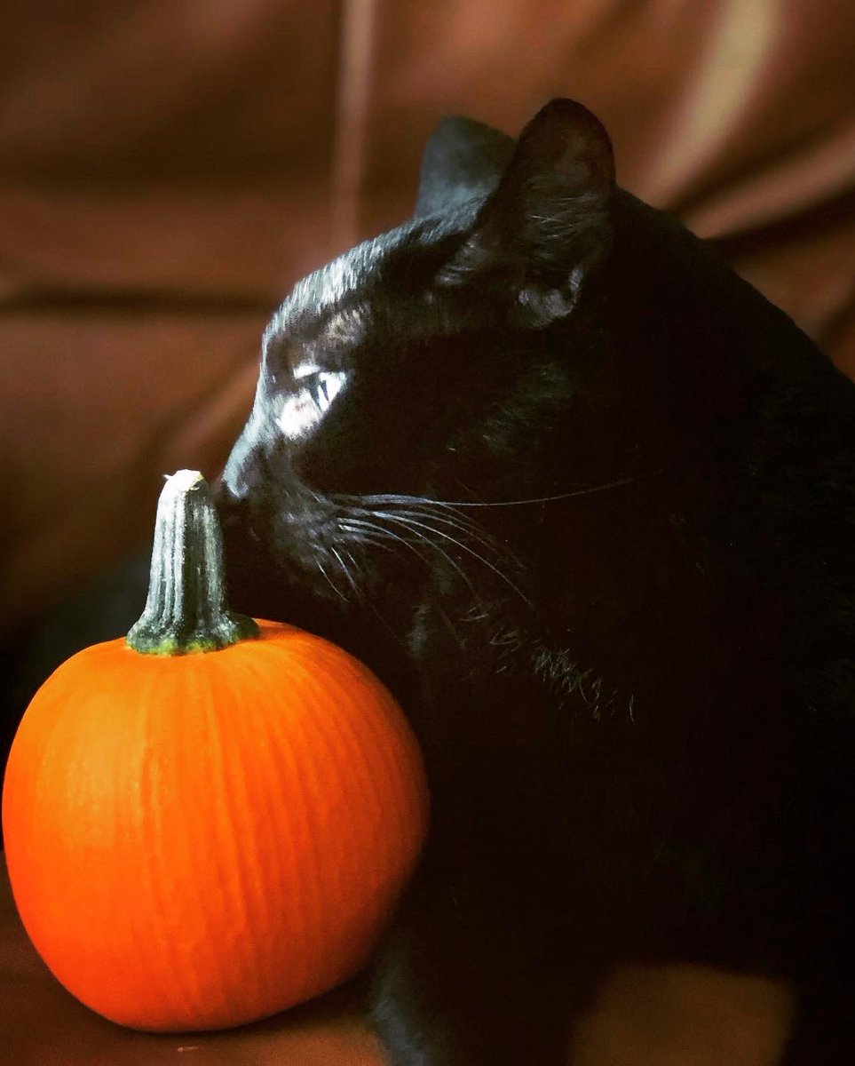 shadowandluna's tweet photo. #happynationalblackcatday😽 #blackcatsoftwitter #blackcatsrule #blackcatsruletheworld #blackcatday #myshadow💝😻😻 #gatonegro #shadito😻 https://t.co/MW2TSh6Eds