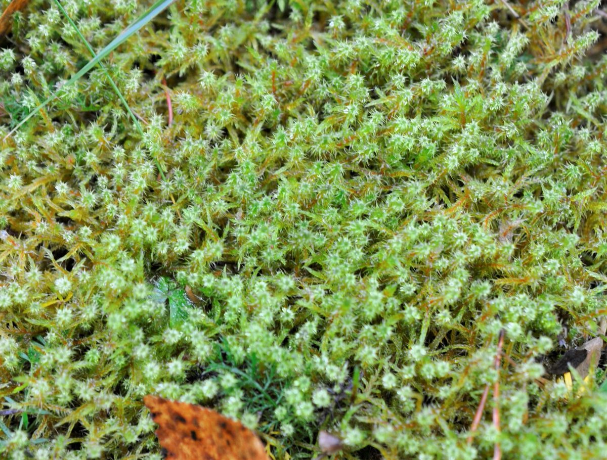 springy turf-moss