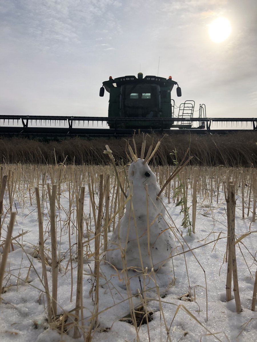 norride's tweet photo. Not everyday you get to make a snowman while combining dry canola!!
Meet Charlie canola.. https://t.co/h4Z6nE5hR9