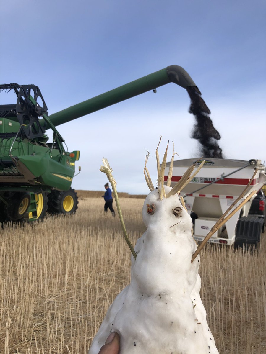norride's tweet photo. Not everyday you get to make a snowman while combining dry canola!!
Meet Charlie canola.. https://t.co/h4Z6nE5hR9