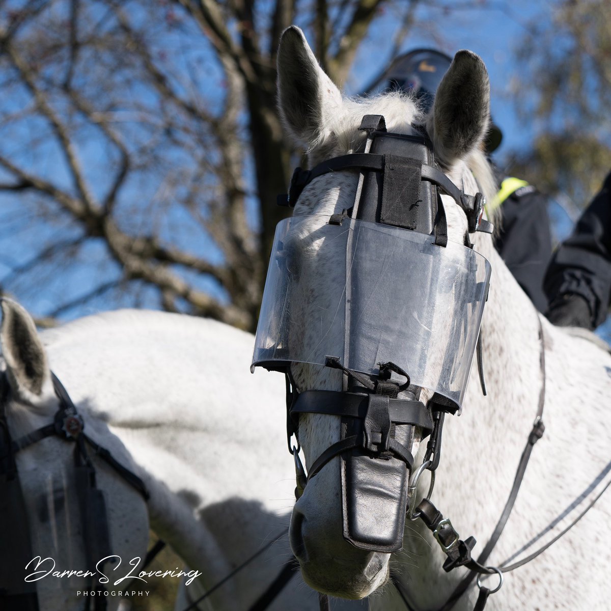 LV72's tweet photo. What a beautiful pair of South Wales Police Horses for the #SouthWalesPoliceOperatuonalSupport  Raw beauty and overwhelming raw power
-
-
#PoliceHorses 
#WorkHorses
#UnFiltered
#UnEdited
#Sonya7iii
#Sony2470GM
#Sony70200GM
#SonyAlphaAnimalPortrait https://t.co/5nKFByxjMN