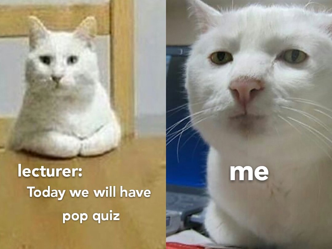 Popular Cat Meme Quizzes