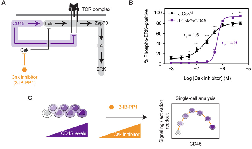 mmw_lmw's tweet photo. #T_Cell_Signaling | #CD45 functions as a gatekeeper | Art Weiss @UCSF @scisignal https://t.co/LJVTB6jLFG https://t.co/GtAGw2NoQY