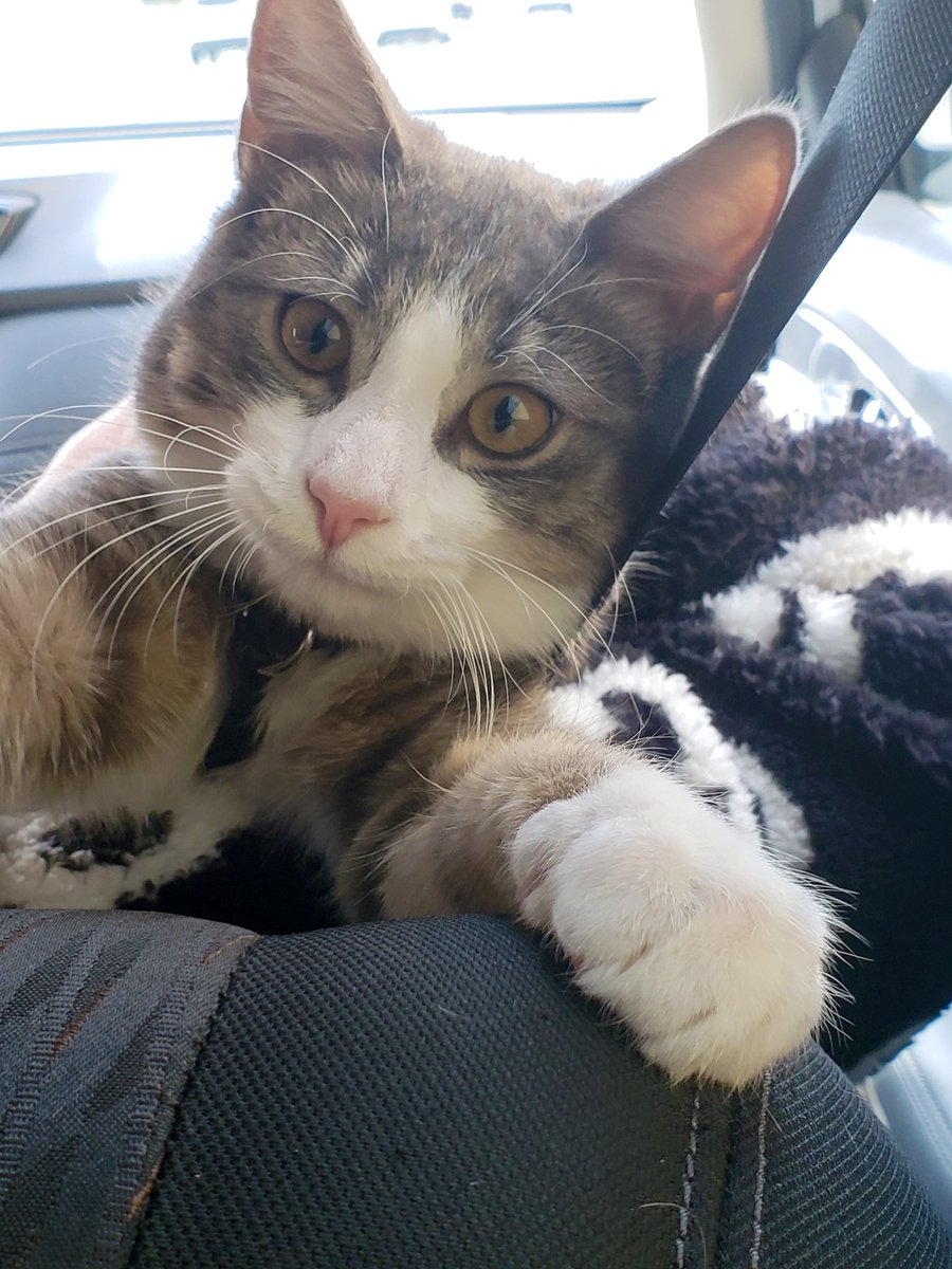 RachelMenitoff's tweet photo. Faith Peck was picking her daughter up from work in Mt. Vernon Saturday night when she was carjacked on W. Monument. Her companion animal, Baxter, was inside the car and is now missing. Please be on the lookout. @wjz https://t.co/67ltCPF27X