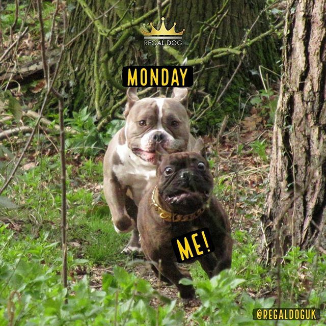 RegalDogUK's tweet photo. 👑 Sunday Mood.
.
➡️#RegalDog #Dog #DogFun #FunnyDog #SundayMood #Monday #Weekend #StopMonday #LongerWeekends #SundaySadness #Humour #Frenchie #frenchieoftheday #TheFrenchiePost #TheFrenchieFollowing #frenchie_photos #frenchbulldog #AmericanBully #PocketBully #AmBully #doglov… https://t.co/IC4r4eKAZF