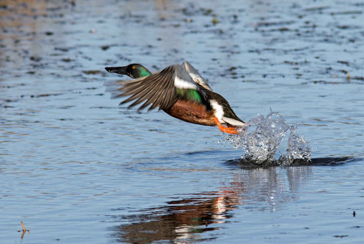 This male shoveler surprised me by launching out of the water as I was trying to take a swimming photo. @RSPBSaltholme in glorious weather this afternoon. @clevelandbirds @Natures_Voice @RSPB_N_England @NE_Northumbria @NatureUK @TeesCoast @lovembro @Tees_Issues @teeswildlife