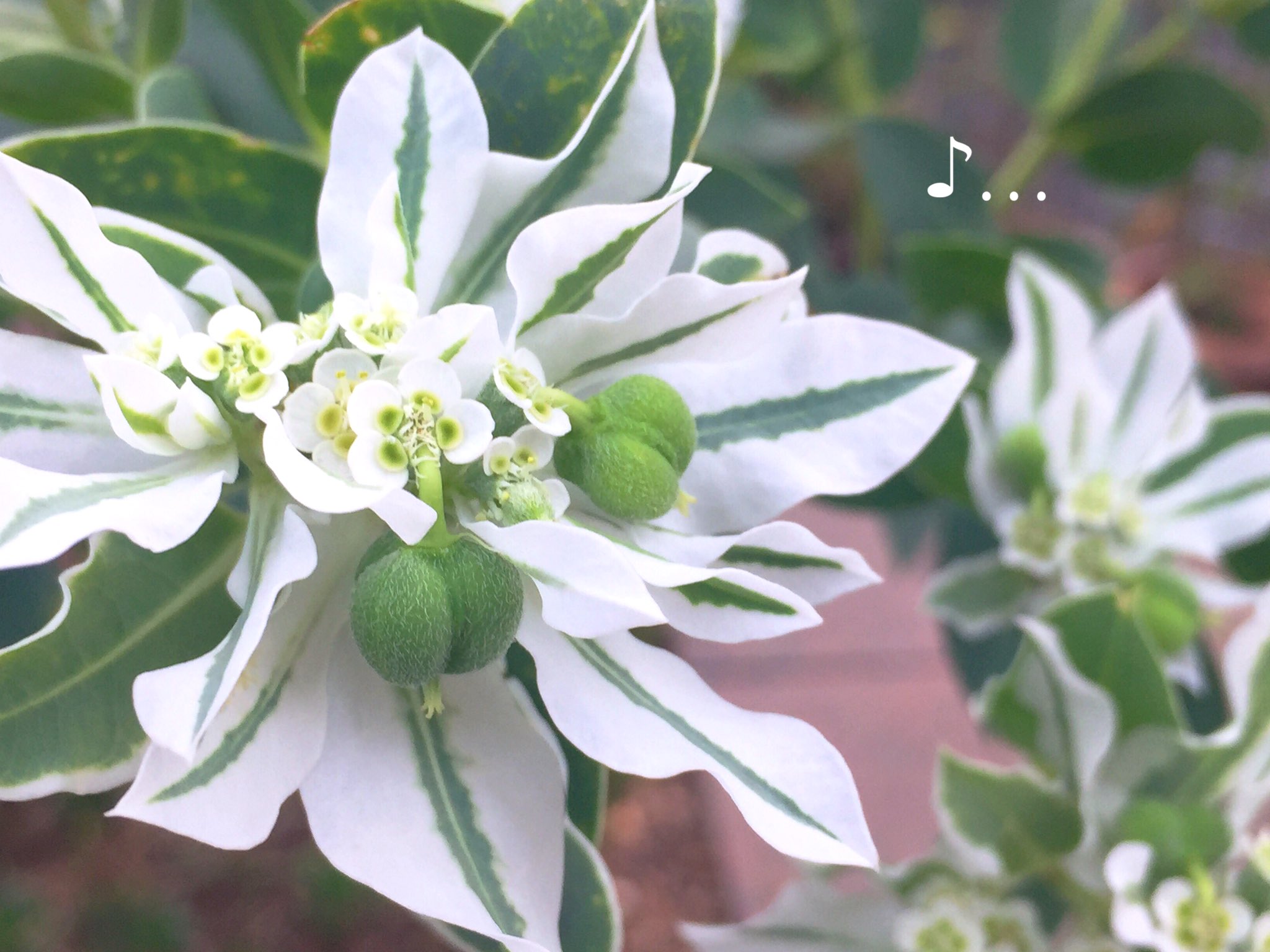 ひだまりーん 花が好き 初雪草 ハツユキソウ お写ん歩 キリトリセカイ 花が好きな人と繋がりたい 写真で奏でる私の世界 写真撮ってる人と繋がりたい 初雪草 ୭ ˈ 初雪草の花言葉は 好奇心 穏やかな生活 祝福 T Co Edo0xscieu