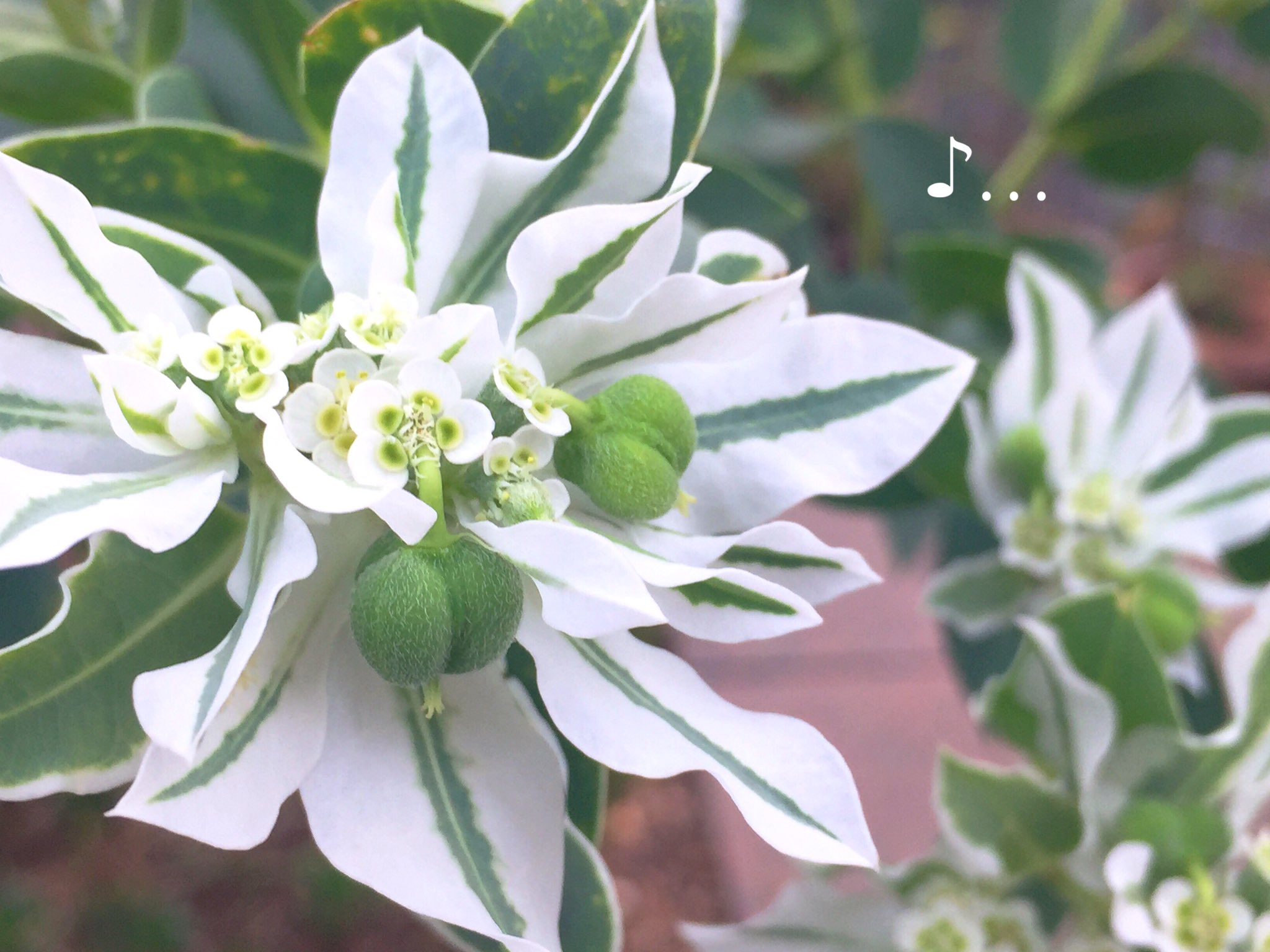 Twitter 上的 ひだまりーん 花が好き 初雪草 ハツユキソウ お写ん歩 キリトリセカイ 花が好きな人と繋がりたい 写真で奏でる私の世界 写真撮ってる人と繋がりたい 初雪草 ୭ ˈ 初雪草の花言葉は 好奇心 穏やかな生活 祝福 T Co