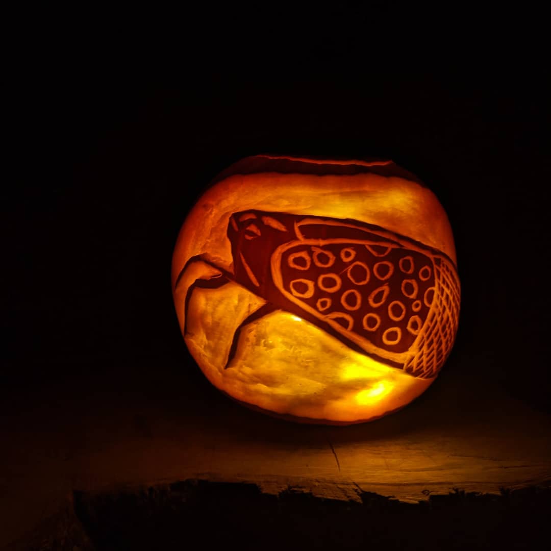 yourlocalbugboy's tweet image. There&apos;s nothing spookier than an invasive species 👻 I give you the Spotted Jack-o-Lanternfly 🎃