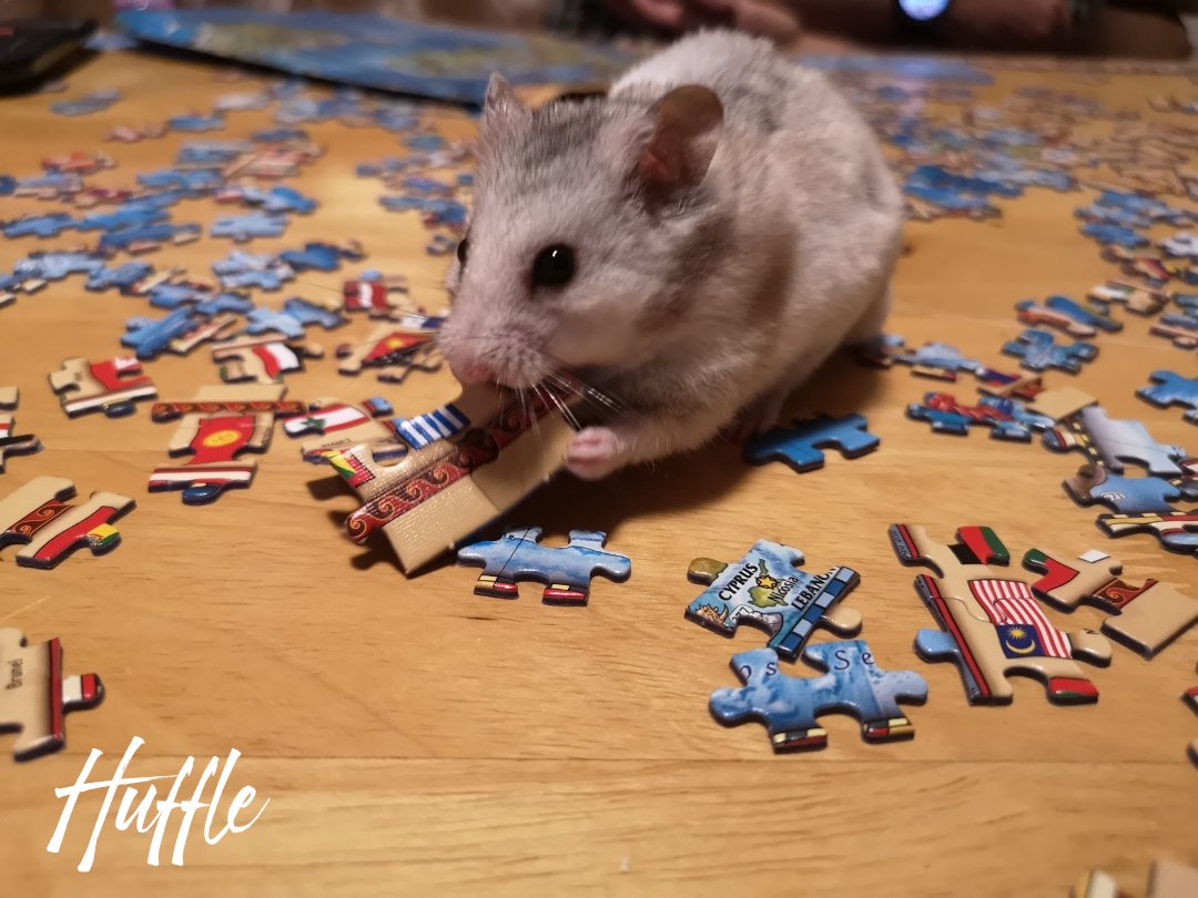 Taio99548957's tweet photo. #HamstersPuzzling #SuffolkRodentRescue
Check out our latest photoshoot album collection with the hamsters! https://t.co/TwtHkiNXJ1