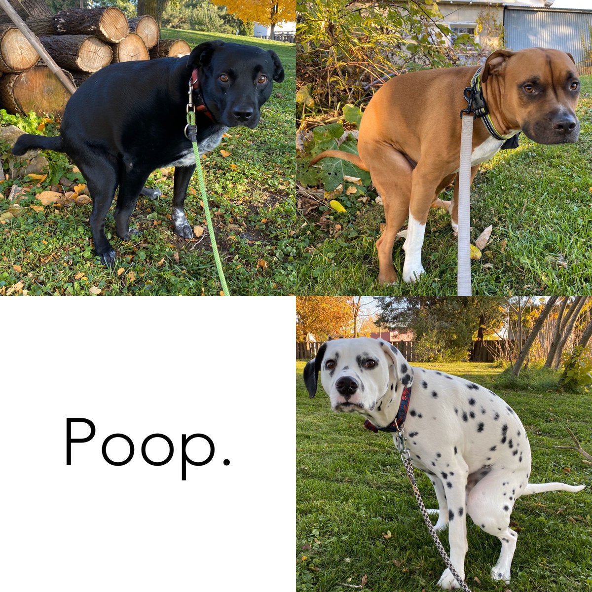When I take care of the dogs on a Sunday after mowing the lawn one last time before it snows. #dogs #poop #sunday #snow #fall #Autumn