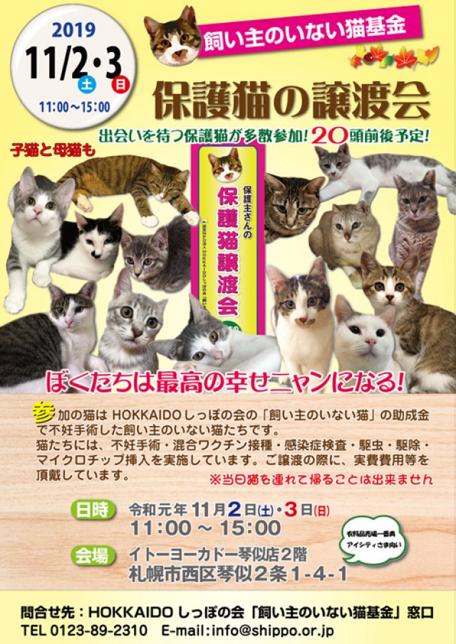 保護 猫 札幌