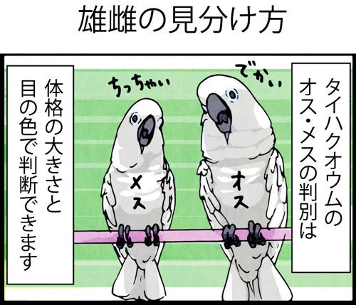 【いたずらオウムの生活雑記 最新刊発売！】オスとメスの見分け方、知っていますか？　飼い主さんからおすすめされて、行ってみたいと常日頃思っている花鳥園……行ったときはトライしてみたいと思います！！（オペラグラス持参ですね…笑）（Ｍ田） 