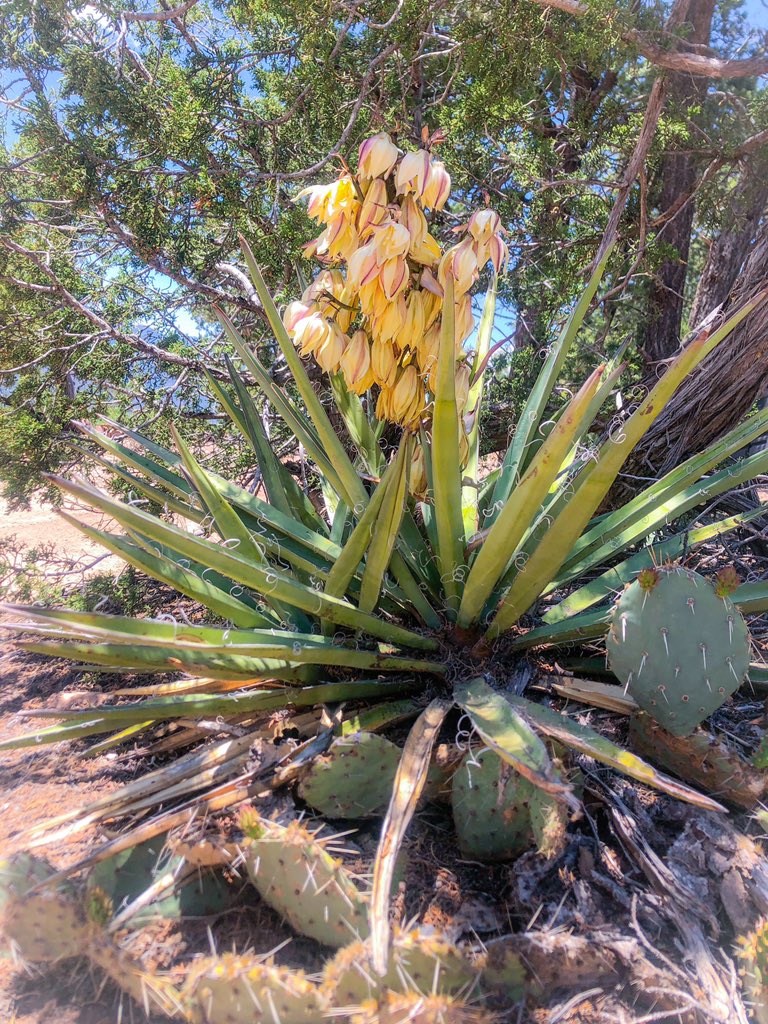 Day 1:7 #photos of my #life...rules: no people, no explanations, and challenge one new person each day...

I was originally challenged by 
<a href="/LaurenGarciaNM/">Lauren Garcia</a> 

Today I challenge <a href="/Mrs_PattersonNM/">Mrs_Patterson</a>