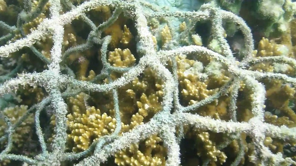 oceancleanup's tweet photo. Kaneohe Bay reefs are happy. We removed 6 tons – 12,000 lbs. of discarded ghost fishing nets, including one that attached to the reef for over a year. These nets are reef killers. #HPU #Hawaii #HawaiiFriends #OceanCleanUp #StopGhostFishing #ProtectWhatYouLove #CleanSeas https://t.co/v1TOkqdysZ