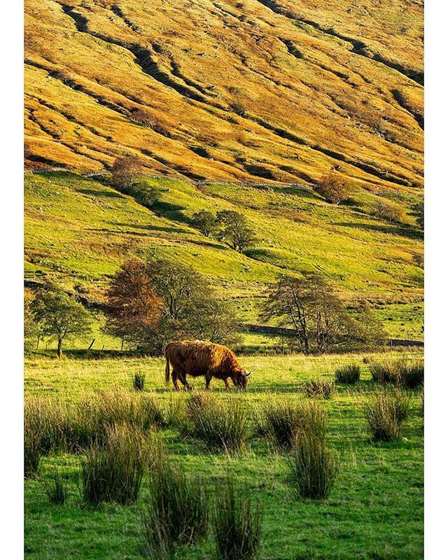 #autumncolors #autumndecor #autumn🍁 #naturewins #naturealwayswins #glenlyon #perthandkinross #perthshire  #visitperthshire #visitscotland #scottishglens #beautifulplaces #hauntinglybeautiful #scottishlandscape #thisisscotland #scotlandtravel #scotlan… ift.tt/369MUYm