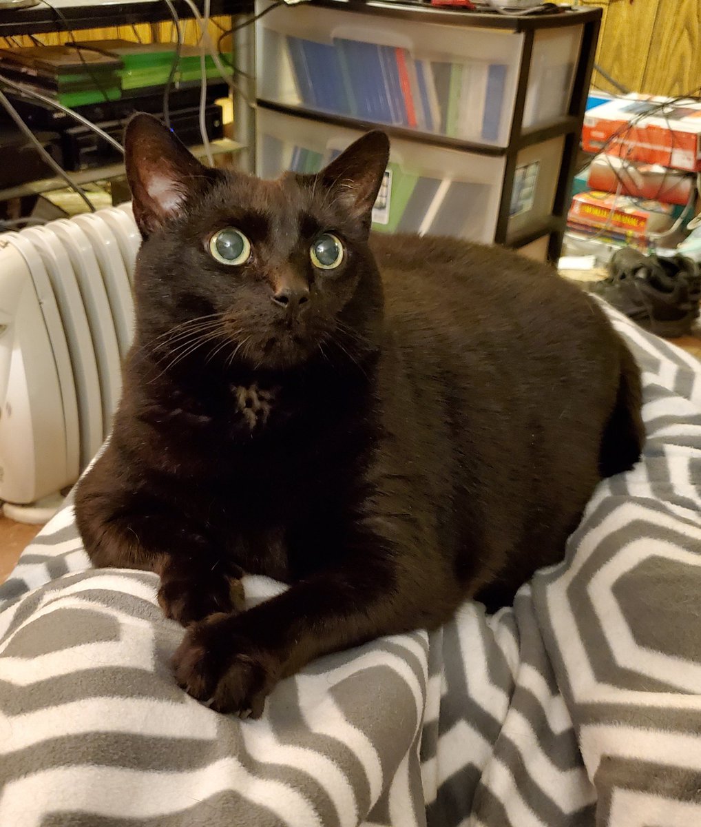babyemoshoes's tweet photo. @Alisera Shadow. 
One of my 3 kitties! 😻❤❤❤ https://t.co/koI7SzQB63